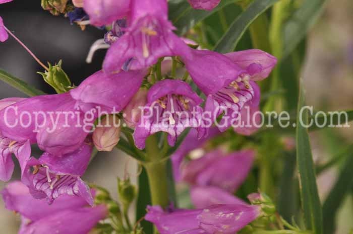 PGC-P-Penstemon-Red-Riding-Hood-2010-02