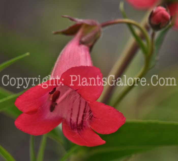 PGC-P-Penstemon-Ruby-2010-02