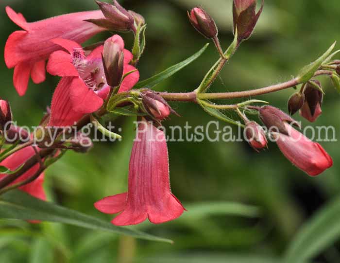 PGC-P-Penstemon-Ruby-2010-04