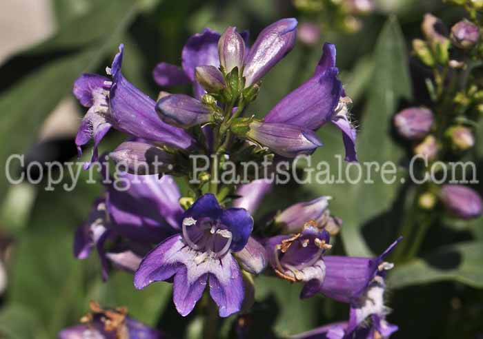 PGC-P-Penstemon-Violet-Series-Pinacolada-1