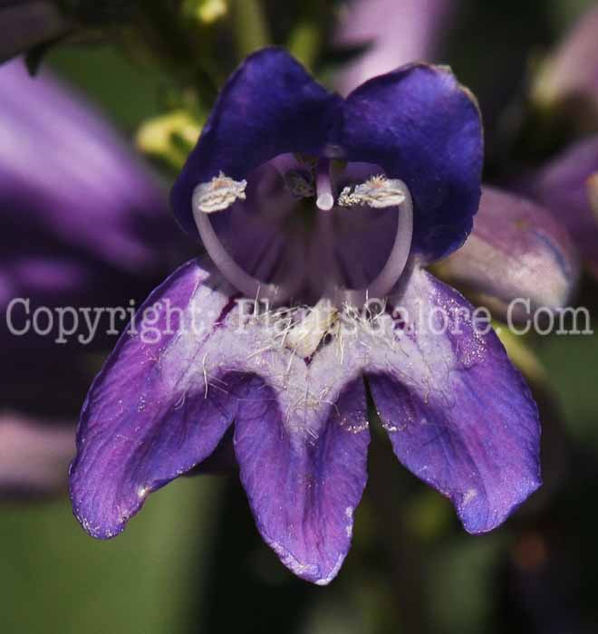 PGC-P-Penstemon-Violet-Series-Pinacolada-2