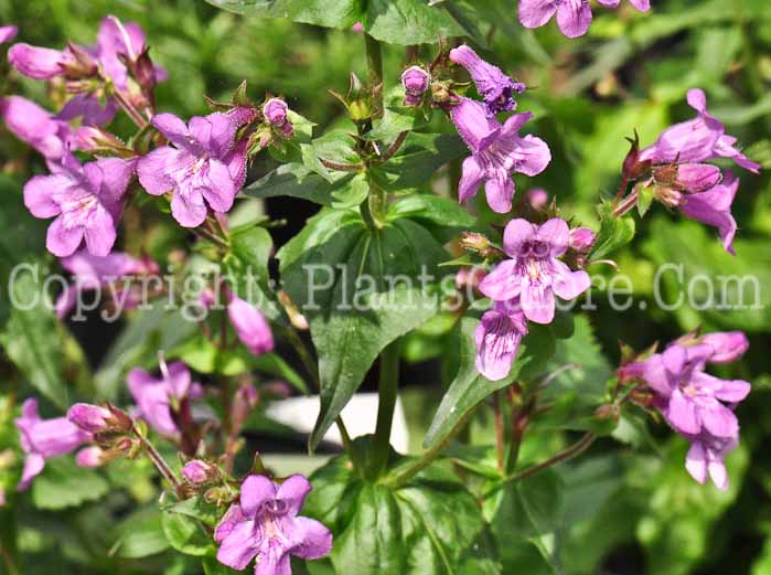 PGC-P-Penstemon-Violet-Dusk-aka-Beardtongue-713-1