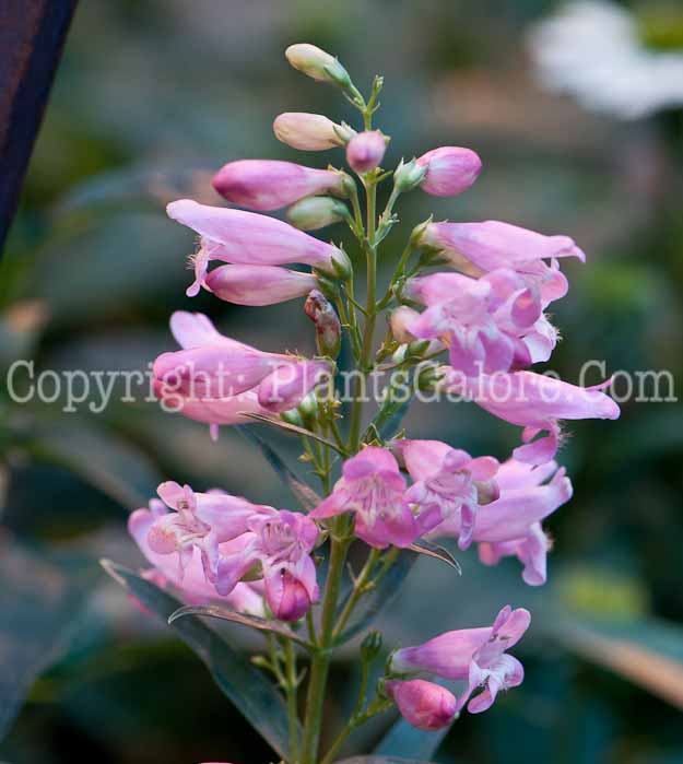 PGC-P-Penstemon-barbatus-0514c-1