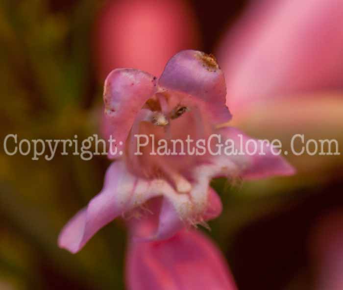 PGC-P-Penstemon-barbatus-0514c-3