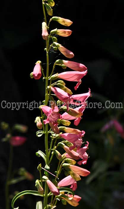 PGC-P-Penstemon-barbatus-2010-02