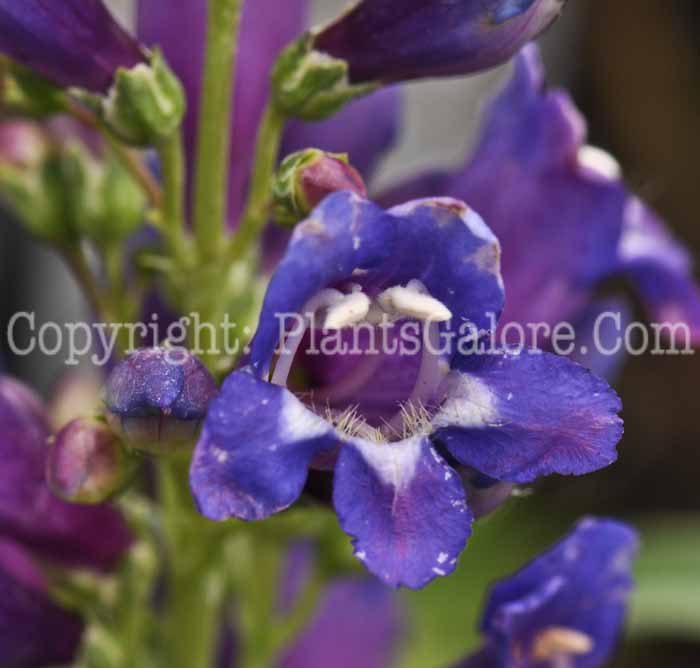 PGC-P-Penstemon-barbatus-Navigator-2010-01