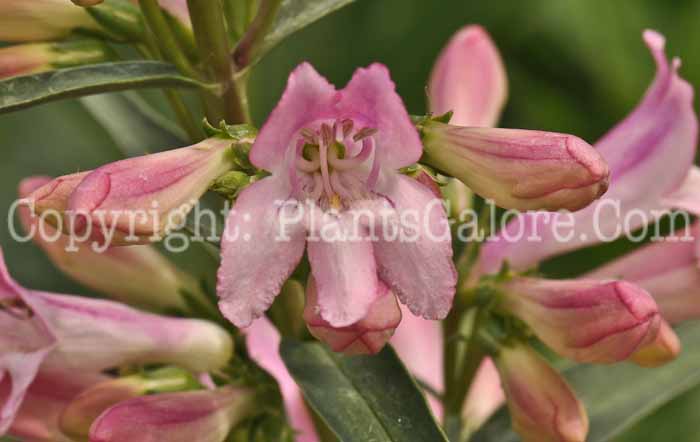 PGC-P-Penstemon-barbatus-Praecox-Nanus-Rondo-2010-02