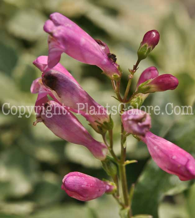 PGC-P-Penstemon-barbatus-Praecox-Nanus-Rondo-2010-a03