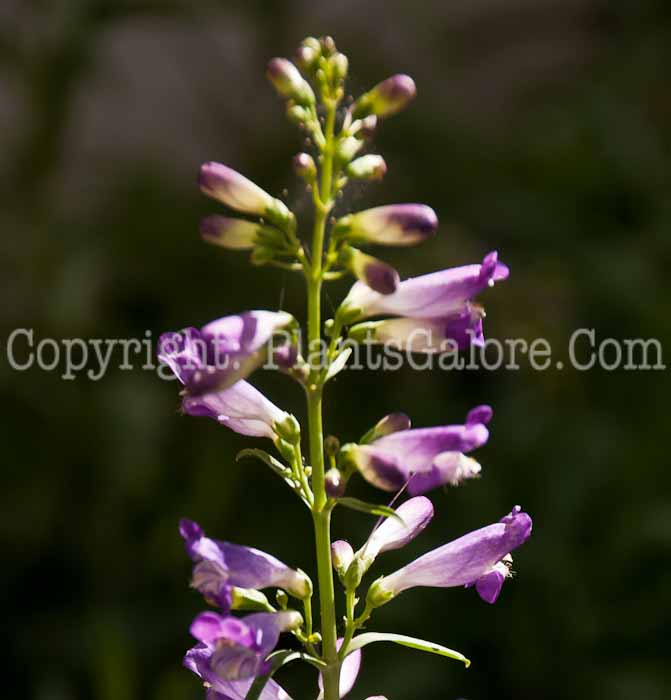 PGC-P-Penstemon-barbatus-Rondo-Mix-0614-1