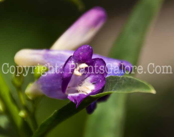 PGC-P-Penstemon-barbatus-Rondo-Mix-0614-2