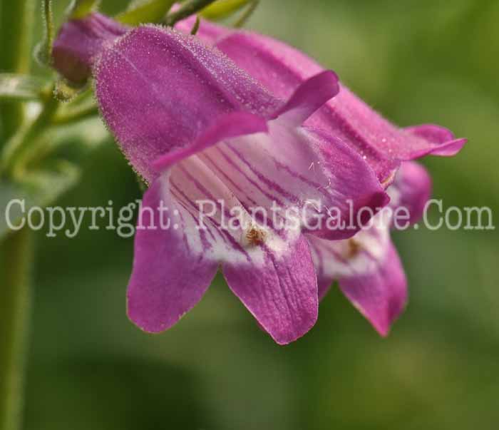 PGC-P-Penstemon-barbatus-Rondo-Mix-2010-04