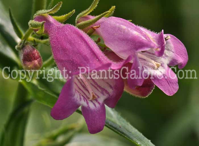 PGC-P-Penstemon-barbatus-Rondo-Mix-2010-05