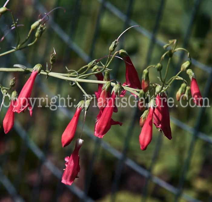 PGC-P-Penstemon-barbatus-aka-Beardlip-Penstemon-912 (1 of 2)