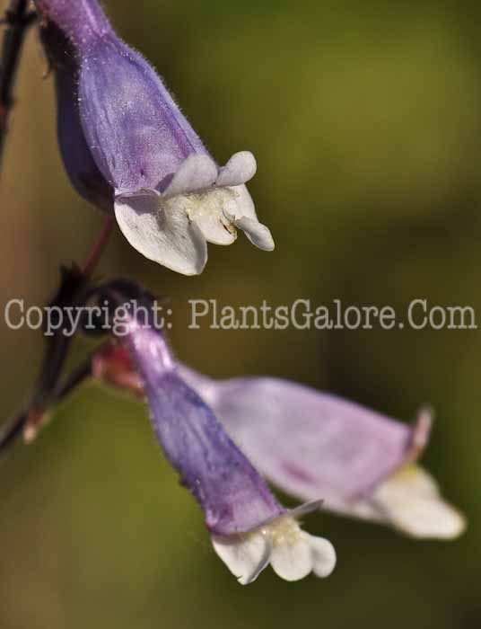 PGC-P-Penstemon-cardwellii-2010-03