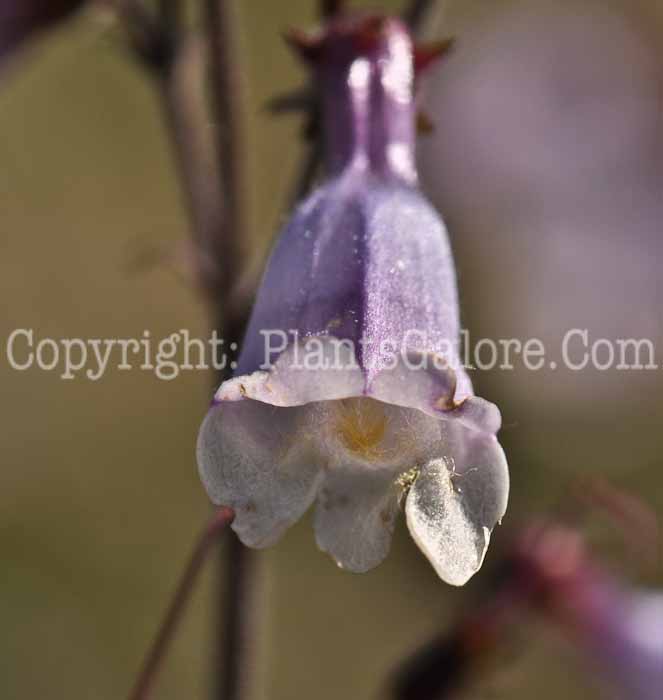 PGC-P-Penstemon-cardwellii-2010-05