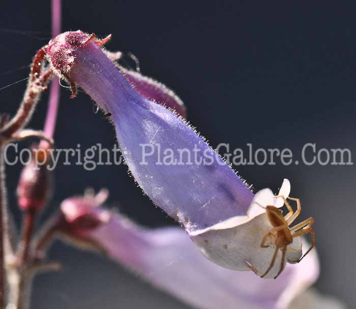 PGC-P-Penstemon-cardwellii-2010-06