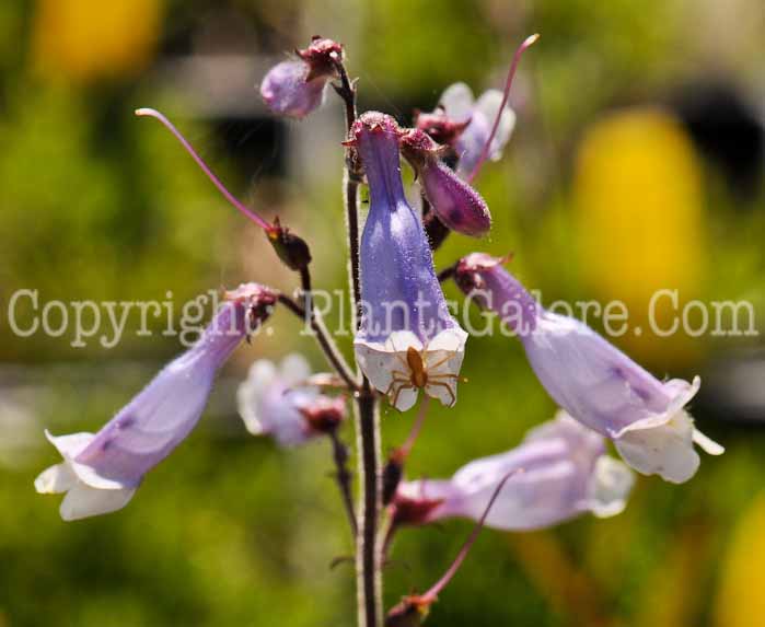 PGC-P-Penstemon-cardwellii-2010-09