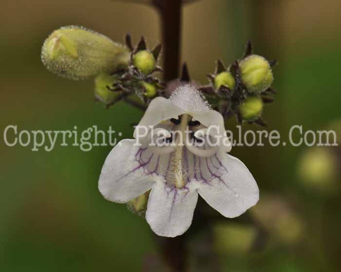 PGC-P-Penstemon-digitalis-Huskers-Red-Alba-2010-01