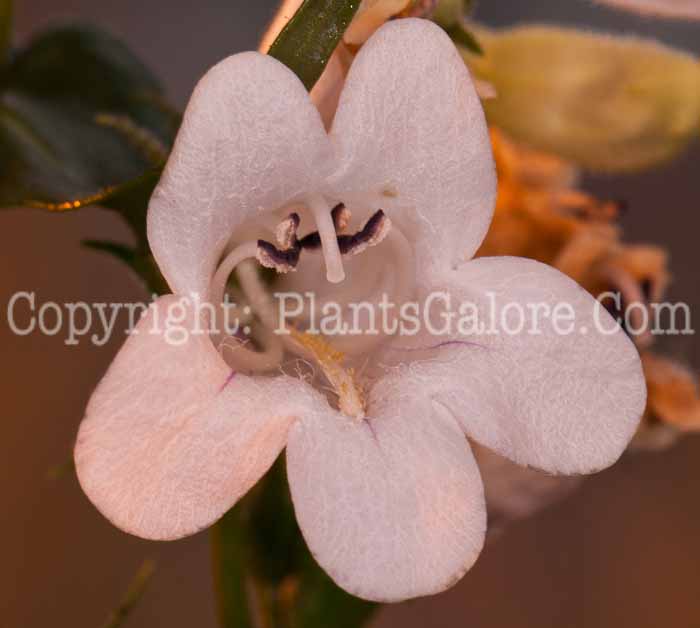 PGC-P-Penstemon-digitalis-aka-Beardtongue-0514e-2