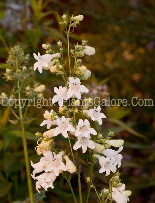 PGC-P-Penstemon-digitalis-aka-Beardtongue-0514e-3