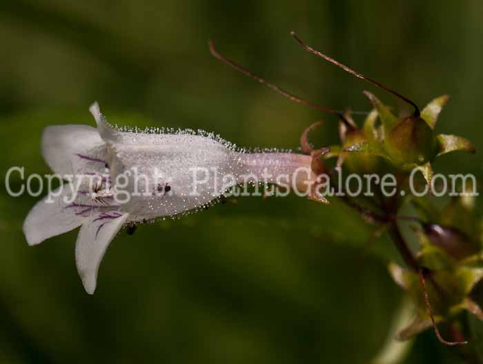 PGC-P-Penstemon-digitalis-aka-Foxglove-Beardtongue-0614b-1