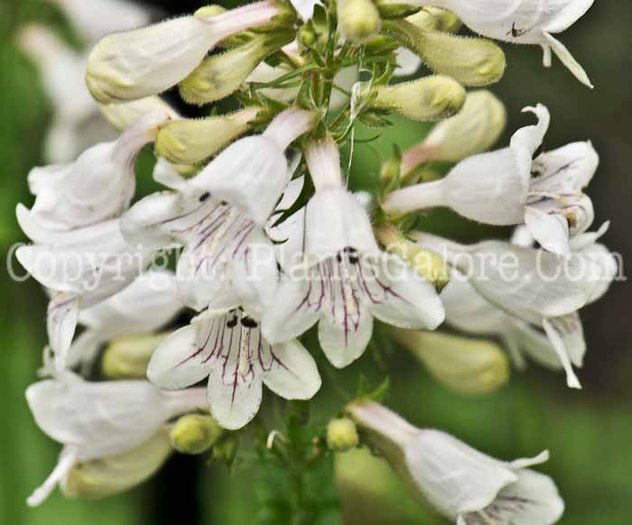 PGC-P-Penstemon-hirsutus-2011-001