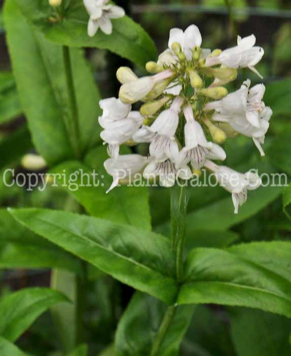 PGC-P-Penstemon-hirsutus-2011-002