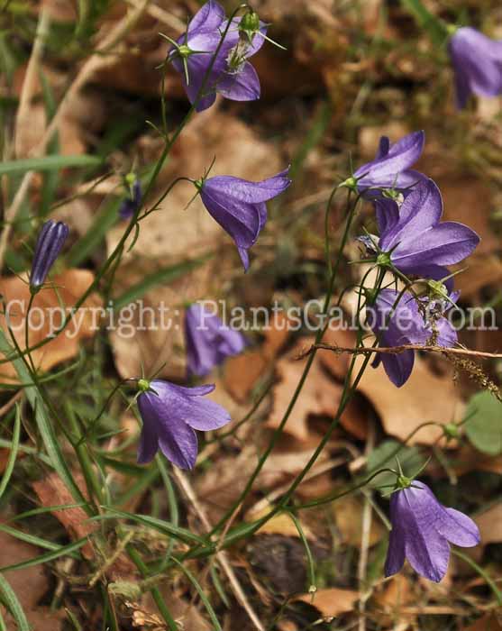 PGC-P-Penstemon-rupicola-2012 (1 of 3)