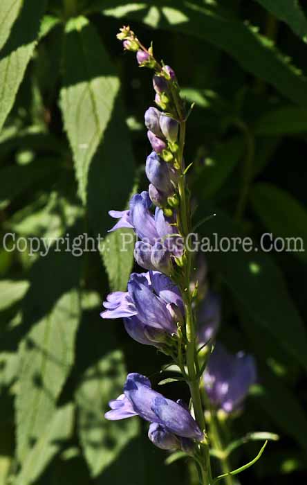 PGC-P-Penstemon-strictus-2010-01