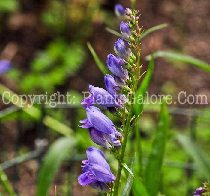 PGC-P-Penstemon-strictus-aka-Beard-Tongue-0613-1