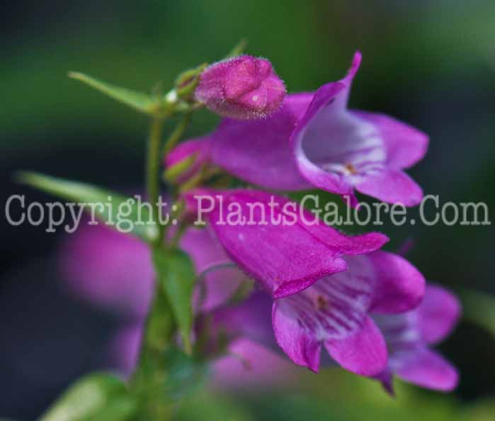 PGC-P-Penstemon-x-mexicale-Red-2012 (1 of 5)