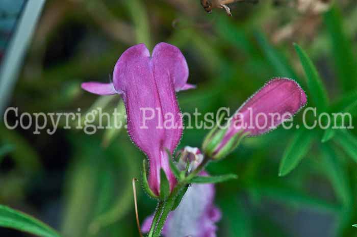 PGC-P-Penstemon-x-mexicale-Red-2012 (3 of 4)