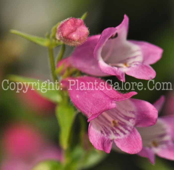 PGC-P-Penstemon-x-mexicale-Red-2012 (4 of 5)