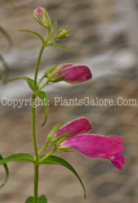 PGC-P-Penstemon-x-mexicali-Red-Rocks-05-2012-1