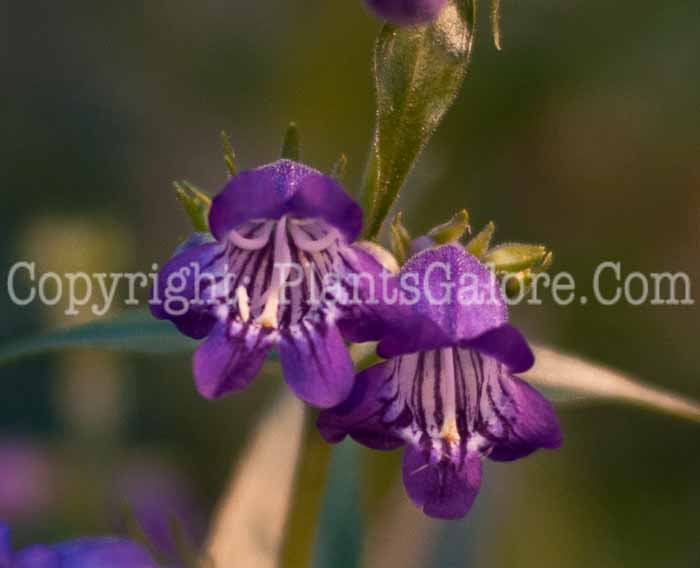 PGC-P-Penstemon-x-mexicali-aka-Beardtongue-0514-2