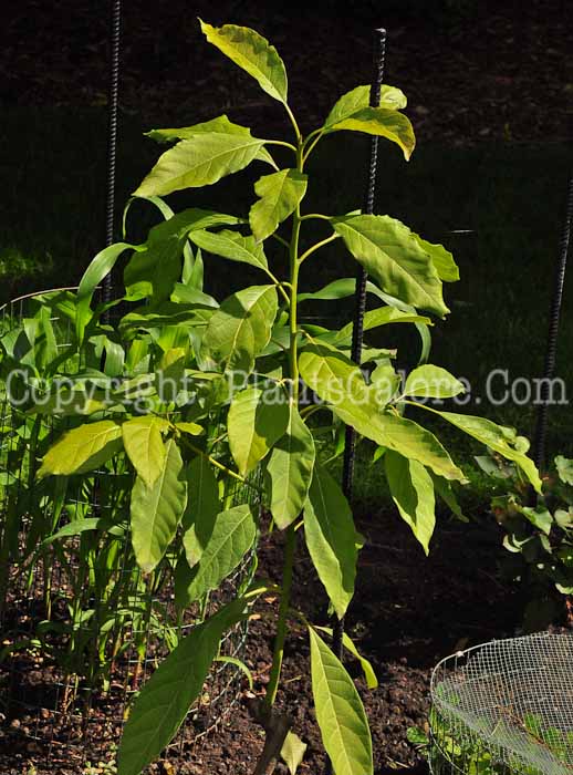 PGC-P-Persea-americana-aka-Avocado-813-1