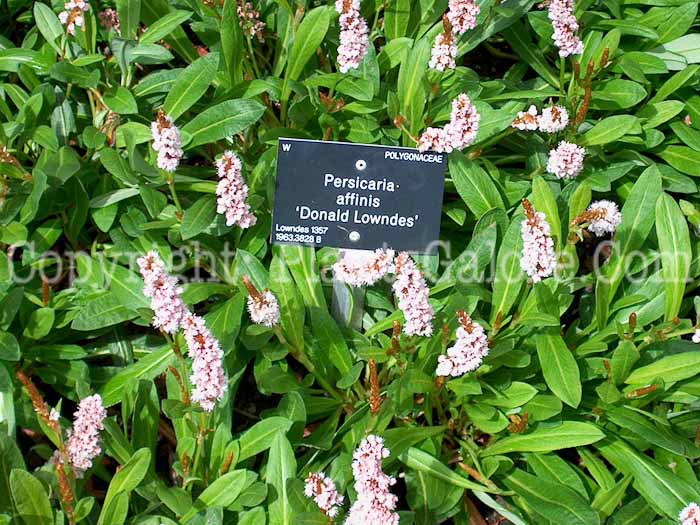 PGC-P-Persicaria-affinis-Donald-Lowndes-0-2010