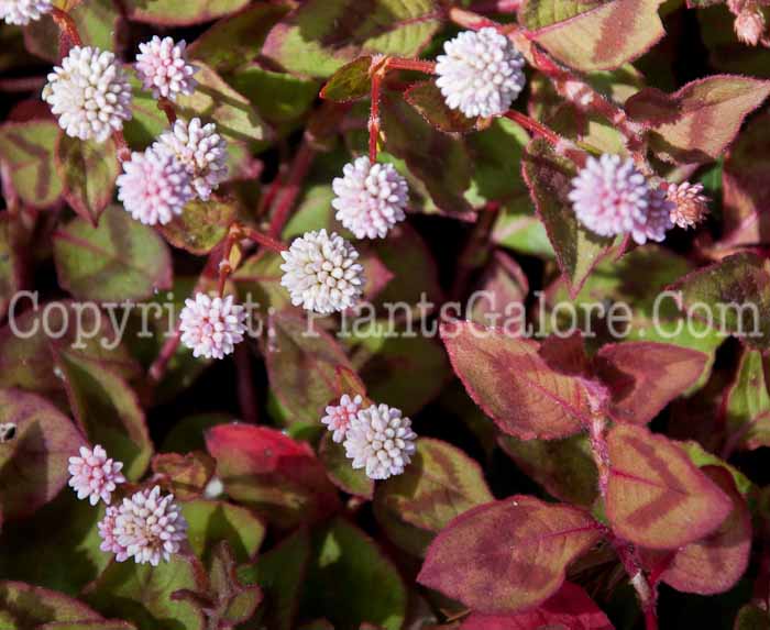 PGC-P-Persicaria-capitata-aka-Knotweed-0514c-1