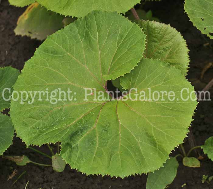 PGC-P-Petasites-japonicus-aka-Japanese-Butterbur-1