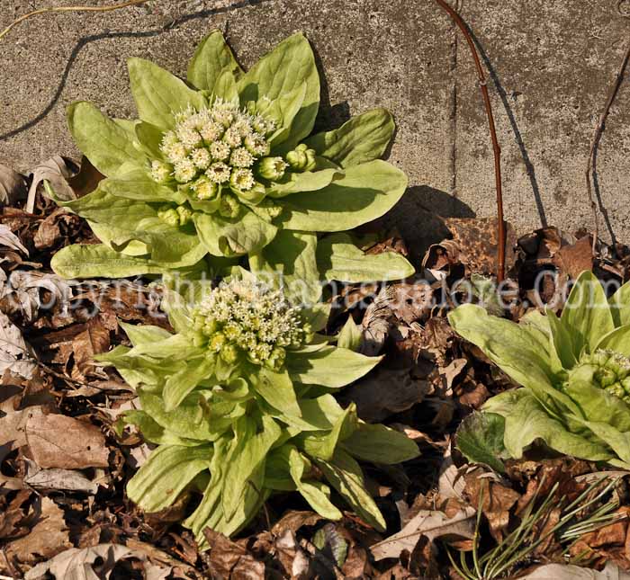PGC-P-Petasites-japonicus-aka-Japanese-Butterbur-2