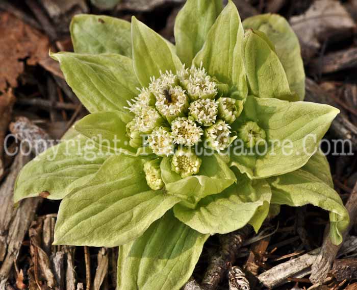 PGC-P-Petasites-japonicus-aka-Japanese-Butterbur-3