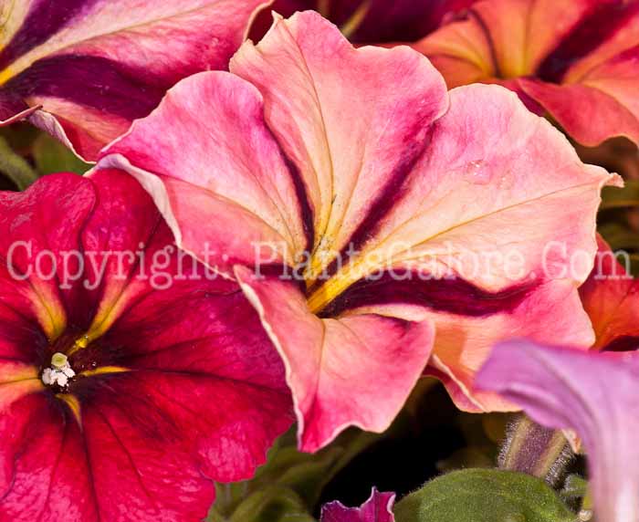PGC-A-Petunia-Mandeville-series-Crazytunia-0514-1