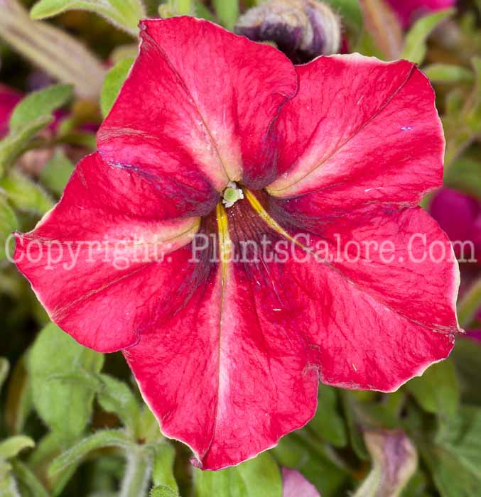 PGC-A-Petunia-Mandeville-series-Crazytunia-0514-2