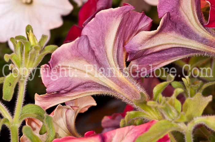 PGC-A-Petunia-Mandeville-series-Crazytunia-0514-3