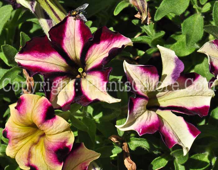 PGC-A-Petunia-Pulse-series-Crazytuna-713-1