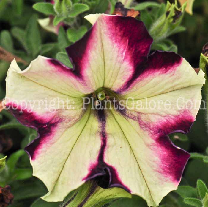 PGC-A-Petunia-Pulse-series-Crazytuna-713-4