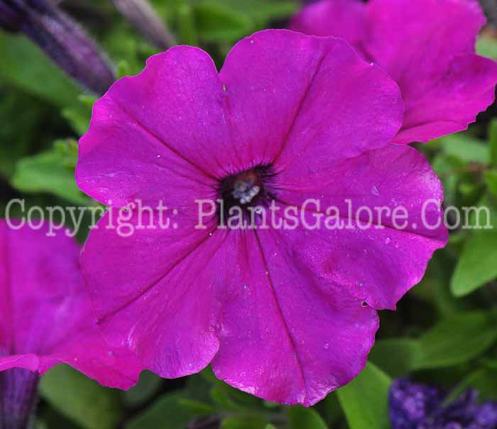 PGC-A-Petunia-Ruby-series-Espresso-813-1