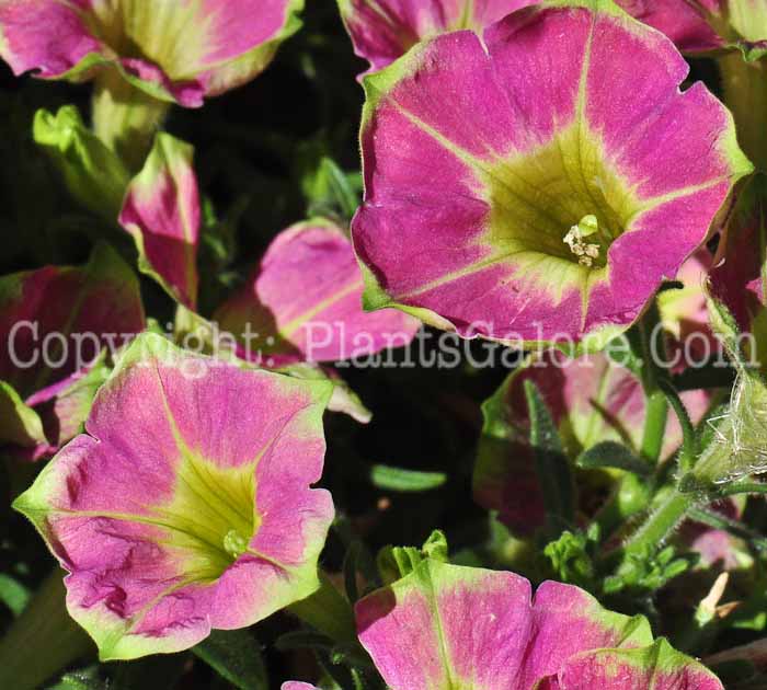 PGC-A-Petunia-Piggy-series-Kermit-713-1