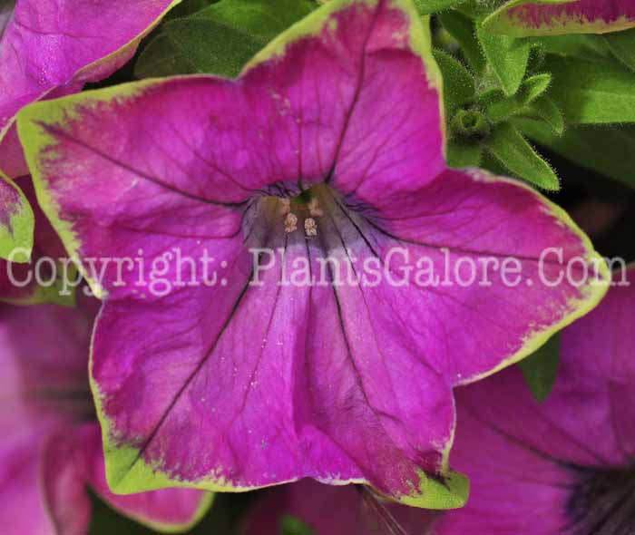 PGC-A-Petunia-Rose-series-Kermit-713-1