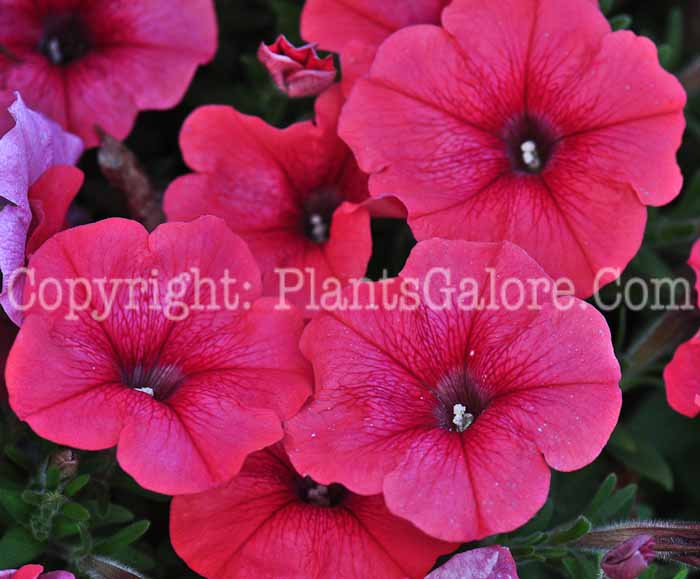 PGC-A-Petunia-Orange-series-Perfectunia-813-2